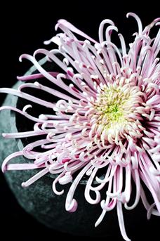 chrysant