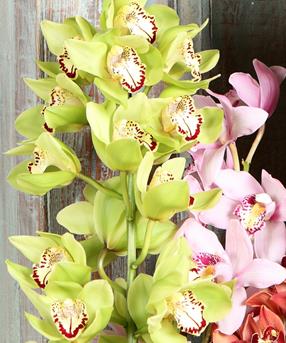 Cymbidium