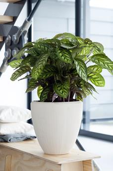 calathea