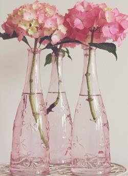 roze pastel hortensia