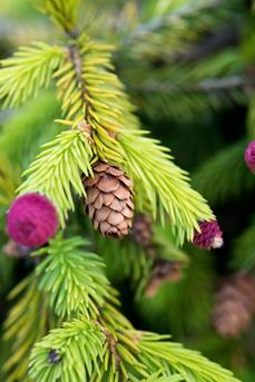 MdR 25513-38 Picea abies