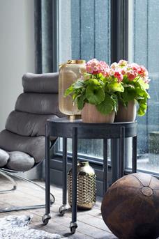 147548-Primula - staand - sfeer 5-0810bc-large-1415107611