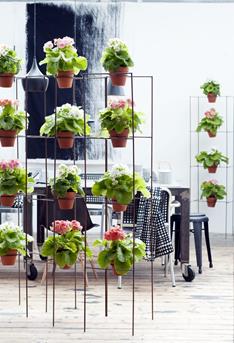 147549-Primula -staand - sfeer-fb9e71-large-1415107612