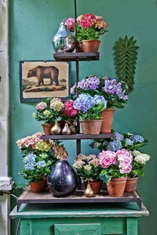 hortensia