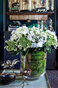 kamerhortensia_04 WEB