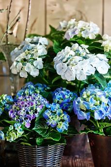 kamerhortensia_05 WEB