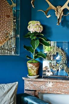 kamerhortensia_06 WEB