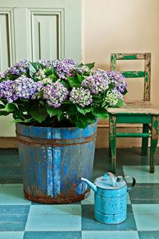 kamerhortensia_07 WEB