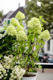 eco luxe zomer