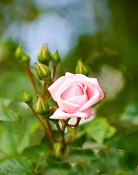 Rozen 03 WEB