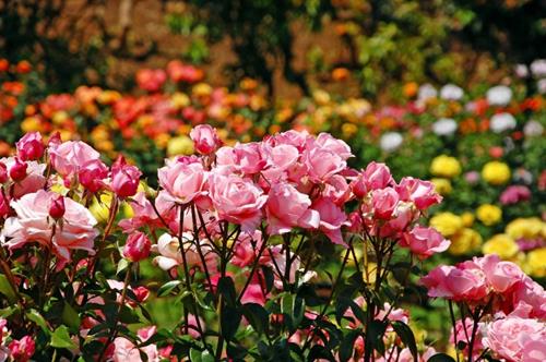 Rozen 04 WEB