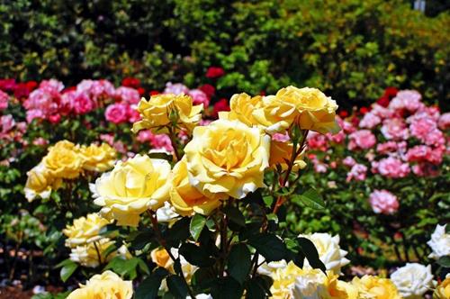 Rozen 05 WEB