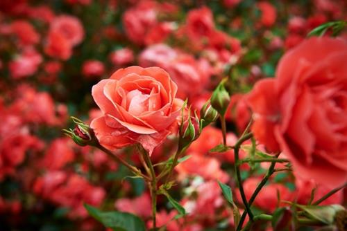 Rozen 06 WEB