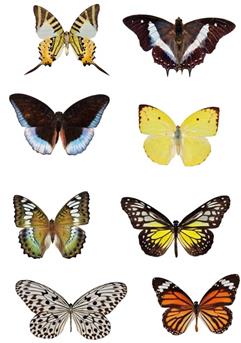 muurstickers vlinder
