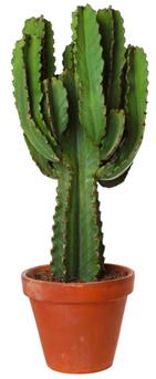 muursticker cactus