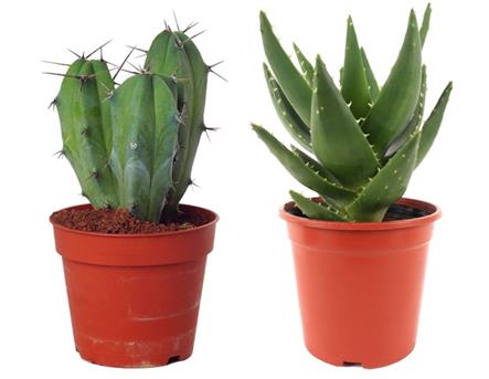 StudioBluebird_NL_Plant_4en5