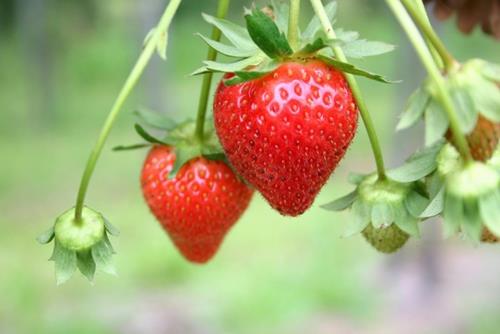 aardbei