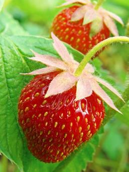 aardbei