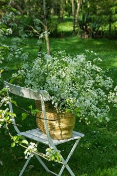 witte bloem