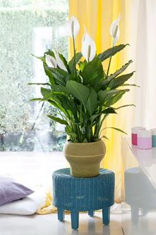 Lepelplant - staand - sfeer5