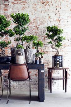 Ficus Ginseng - staand - sfeer2