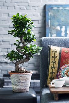 Ficus Ginseng - staand - sfeer5