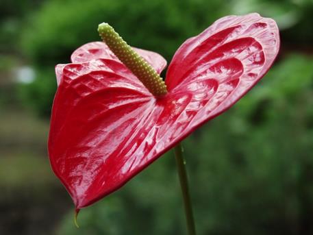 Anthurium_07 WEB
