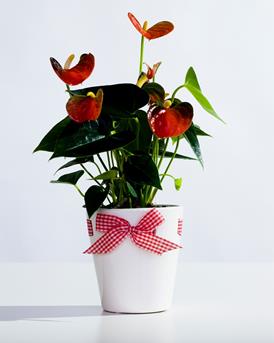Anthurium_08 WEB