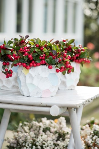 Bergthee plant van de maand