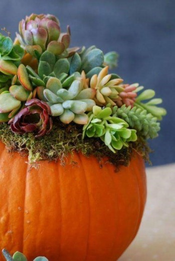 pompoen bloemen