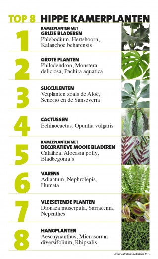 kamerplanten
