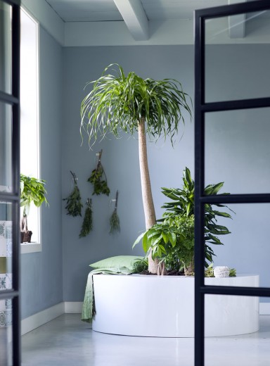 kamerplanten