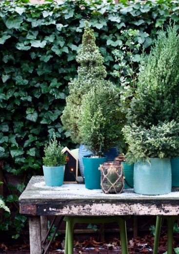 Blauwe_coniferen_04 WEB