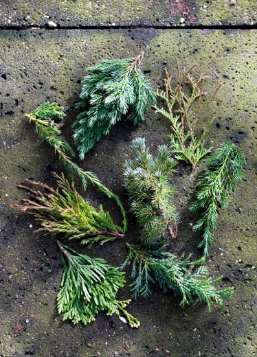 Blauwe_coniferen_05 WEB