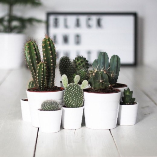 cactus witte pot