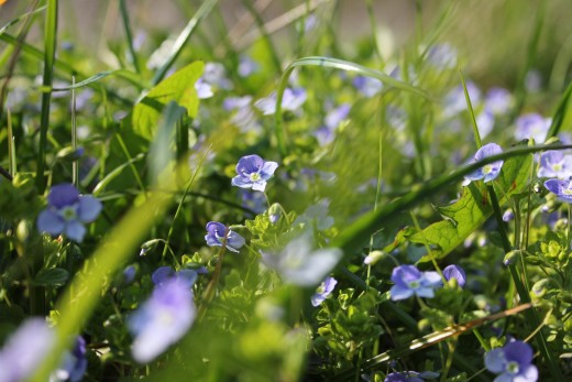 Bloemen in gras geur
