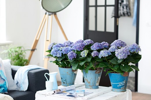 kamer hortensia