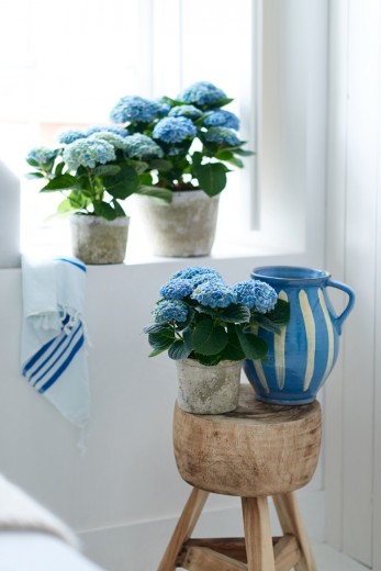 kamer hortensia