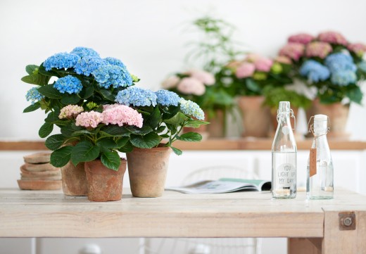 kamer hortensia