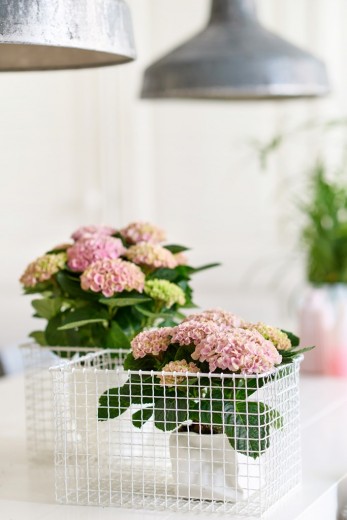 kamer hortensia