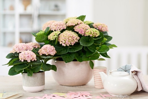 kamer hortensia
