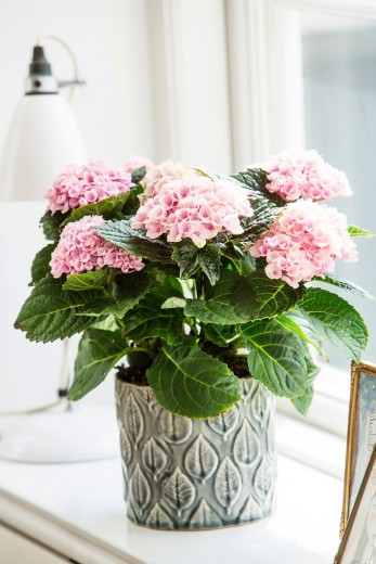 kamer hortensia