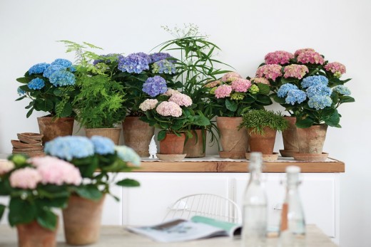 kamer hortensia