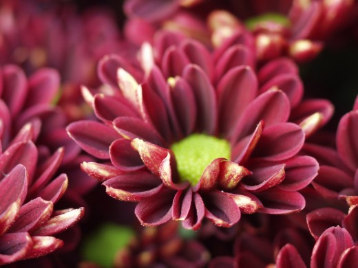 chrysant2016-08 WEB