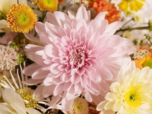 chrysant2016-09 WEB