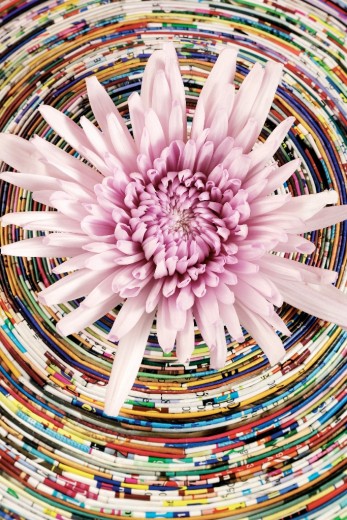 chrysant2016-11 WEB