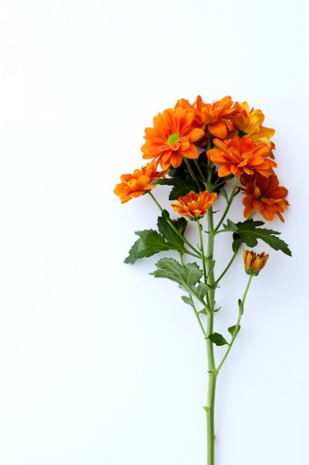 chrysant2016-12 WEB