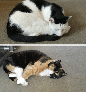 katten
