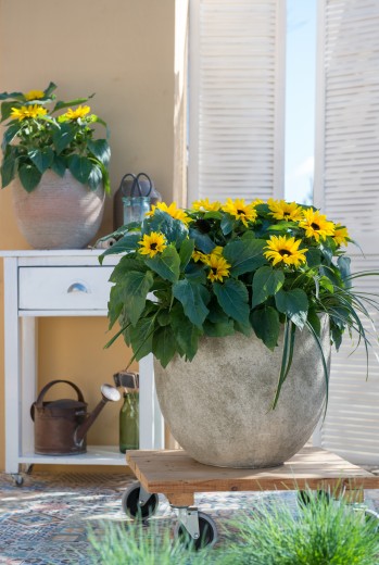 zonnebloem