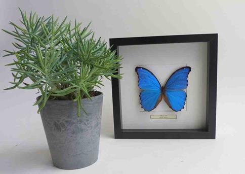 ingelijste vlinder